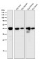 Anti-CD40L CD40LG Rabbit Monoclonal Antibody